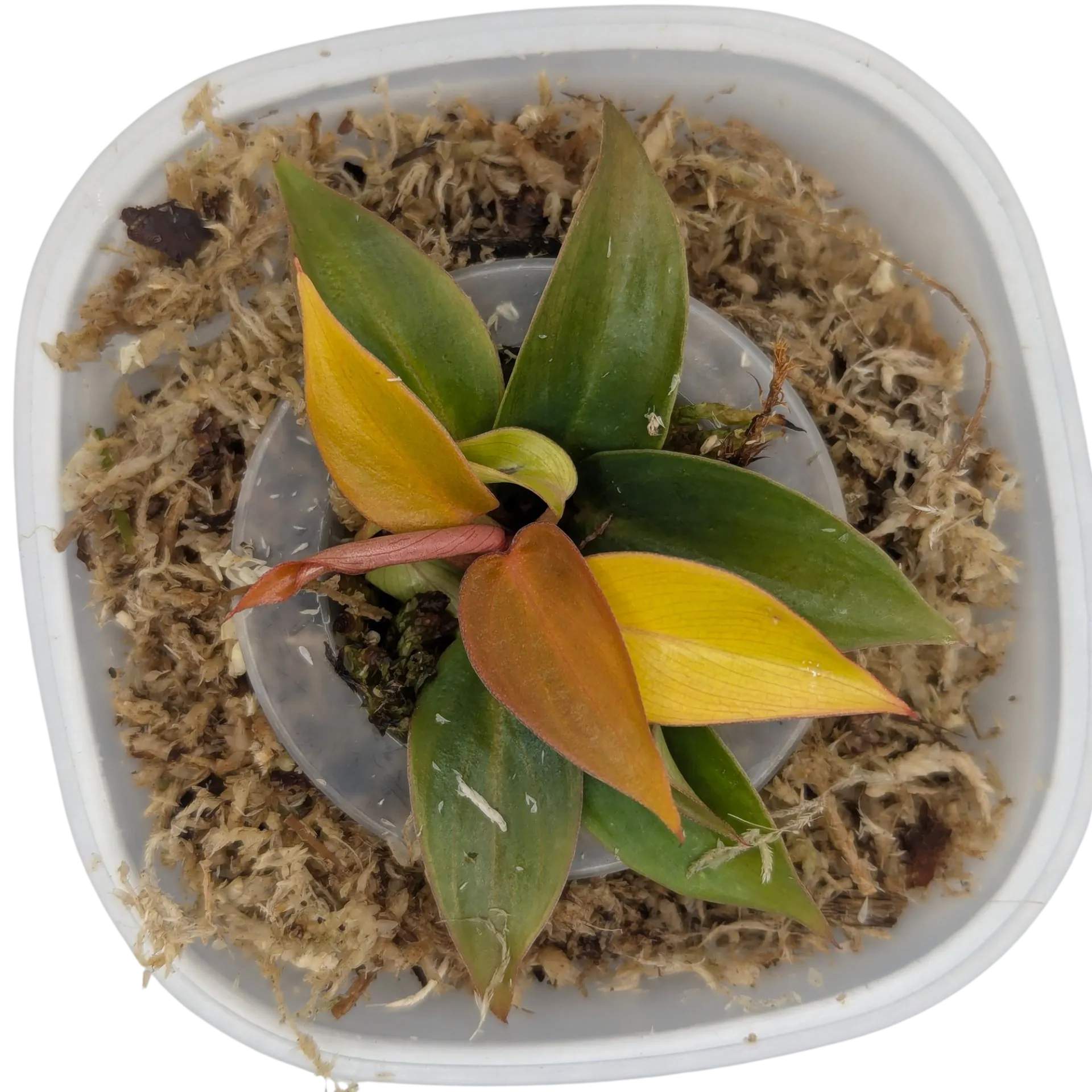 Baby Philodendron erubescens Sun Red